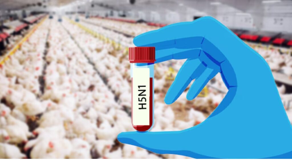 The Growing Threat of Bird Flu: A Pandemic in the Making? 2 H5N1 strain